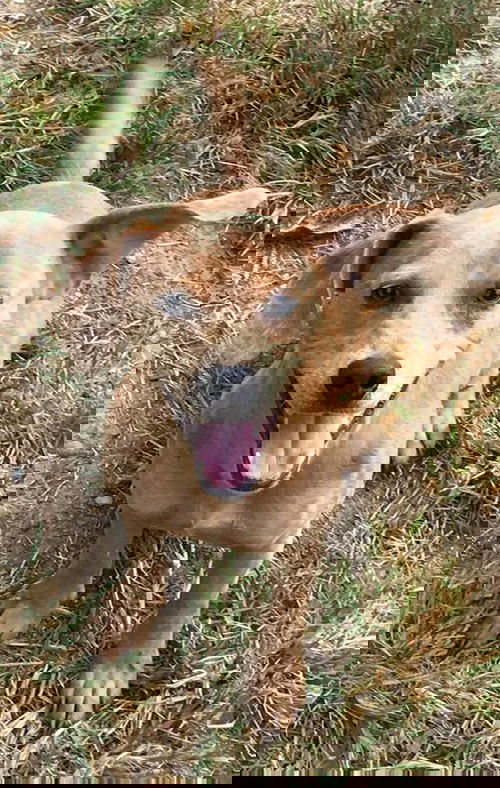 Felix