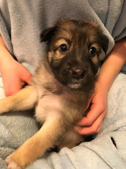 Gunner Puppy