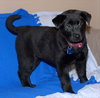 Meesha