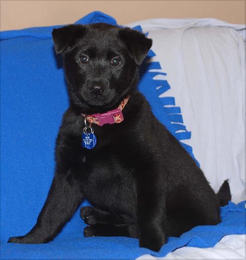 Meesha