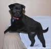 Meesha