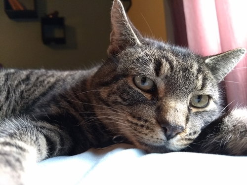 Bubba