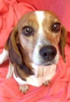 Minnie Pearl