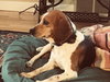 Minnie Pearl
