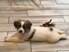 Putter -Puppy
