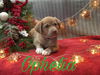 Ophelia -Puppy