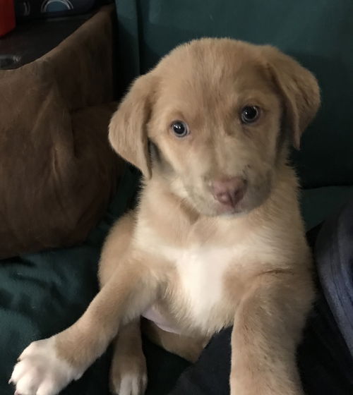 Ophelia -Puppy