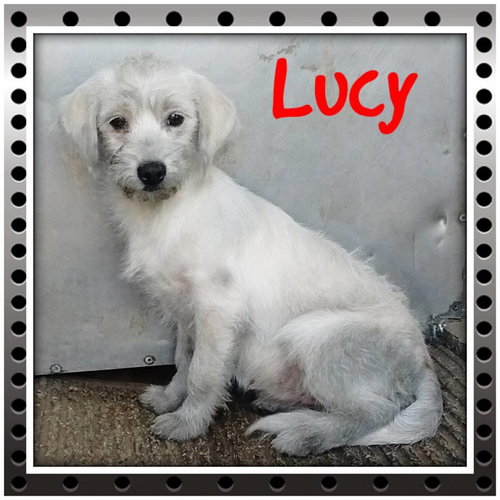 Lucille -Puppy