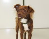 Mitzy-