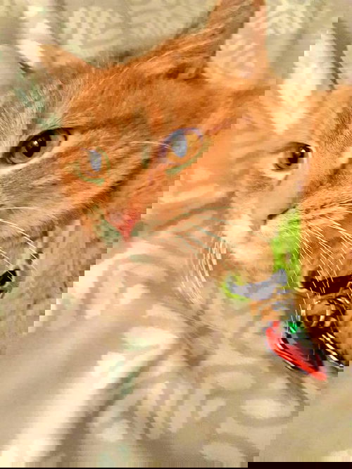 Nemo
