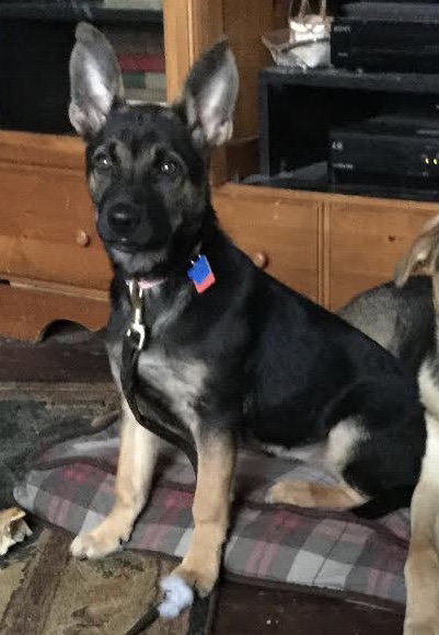Stella