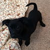 Brigit -Puppy