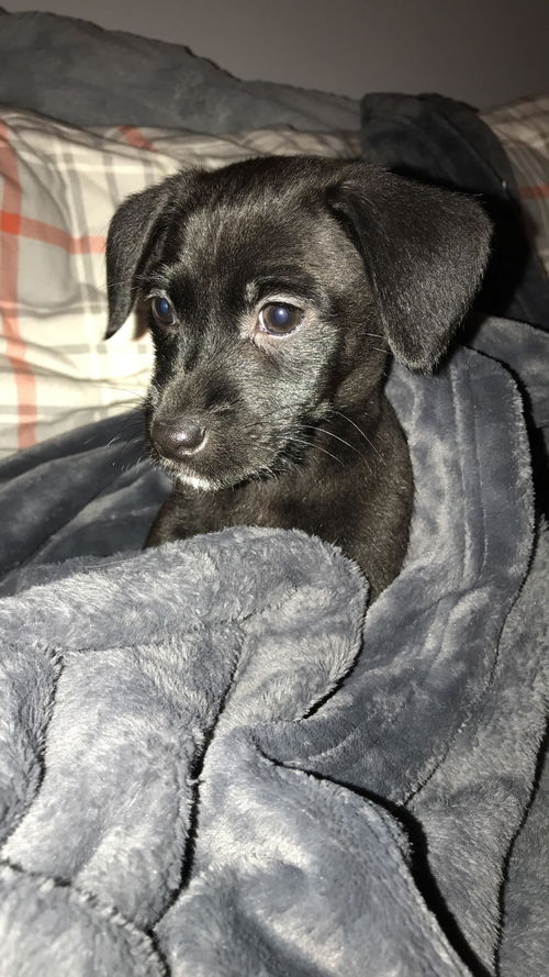 Keith -Puppy