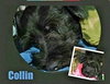 Collin