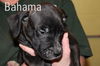 Bahama -puppy