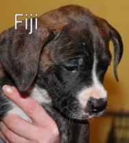 Fiji