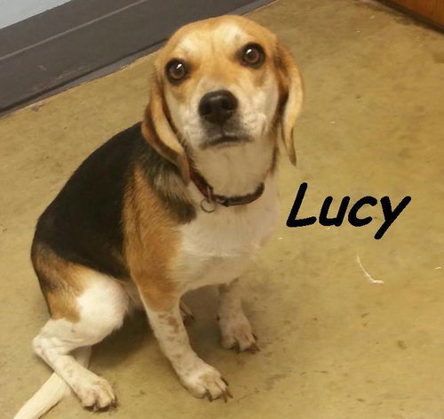 Lucy Loo
