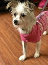 Suri