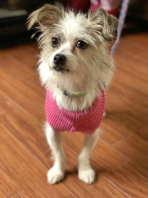 Suri