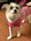Suri