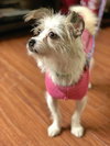 Suri