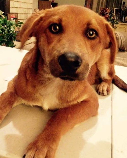 Forrest -Puppy