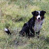 Zolie