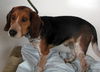 Franklin