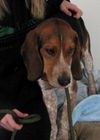 Franklin