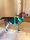 Franklin