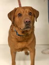 Duke