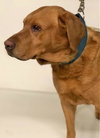 Duke