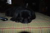 Barney