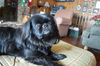 Barney