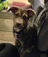 Hershey