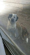 Roscoe