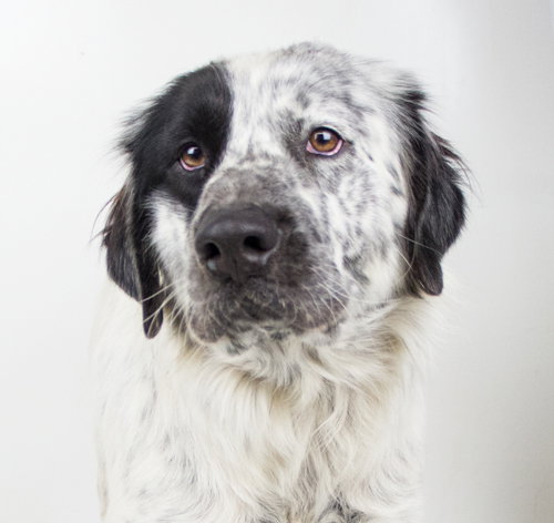 Roscoe