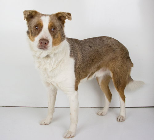 Max