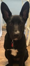 Kodiak