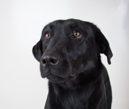 Maybelle