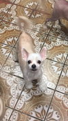 Demi