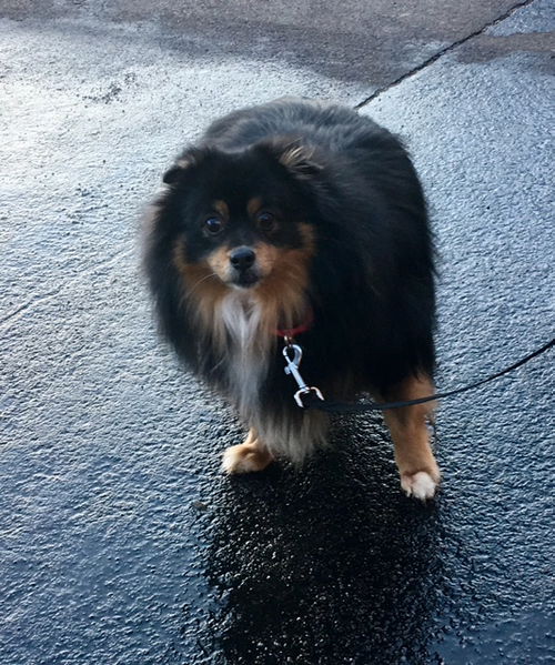 Baron Von Fluffy