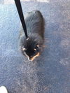 Baron Von Fluffy