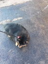 Baron Von Fluffy