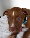 Sancho