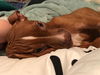 Sancho