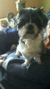 Chilly -Foster Needed