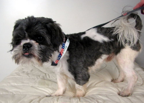 Chilly -Foster Needed