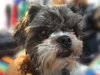Chilly -Foster Needed