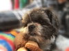 Chilly -Foster Needed